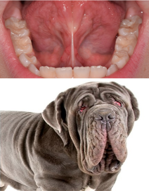 “Il Mastino”