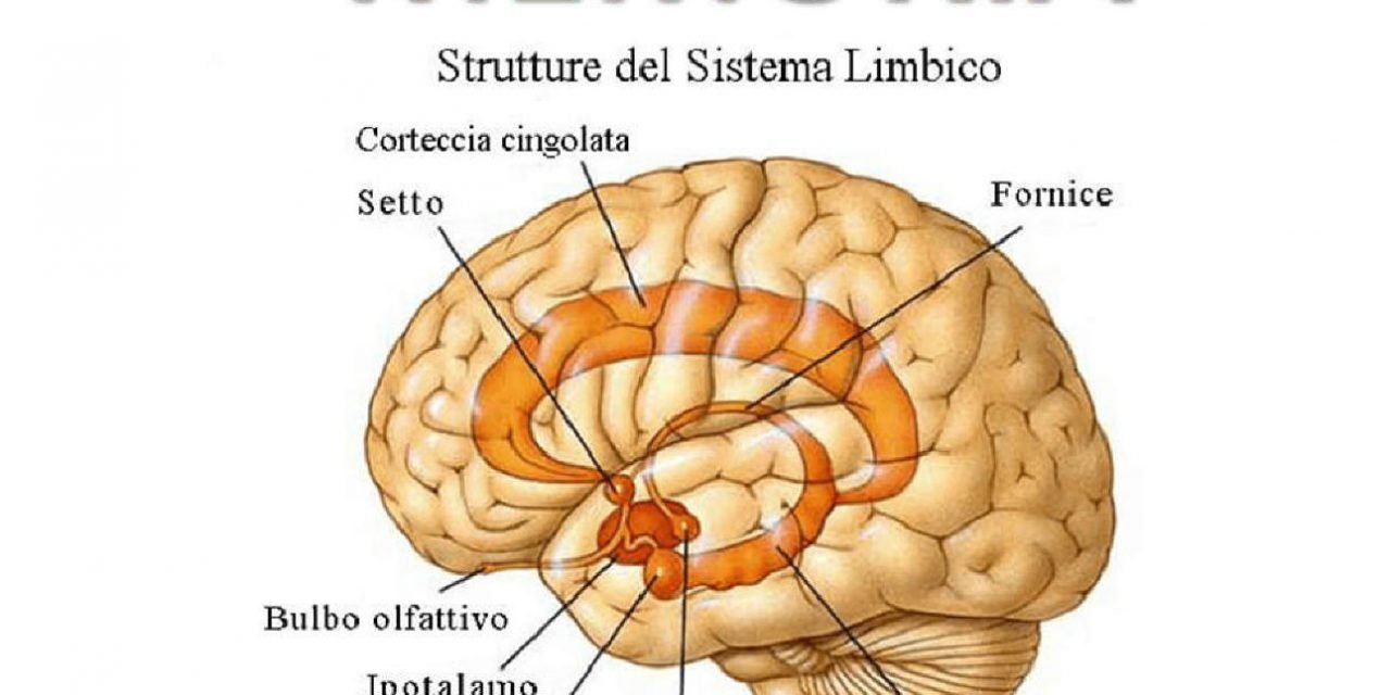 Sul breve